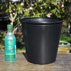  водное растения для длинный поли pot ( винил pot )8 номер глубокий горшок (24cm) [ чашка лотос kou ho Neo mo Dakar hime водяная лилия ]