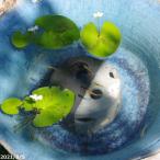  Shigaraki . водяная лилия горшок оризия house белый чёрный 4 номер (12cm)+me Dakar 5 шт сервис (. надеты гарантия нет )