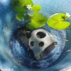  Shigaraki . водяная лилия горшок оризия house горизонтальный белый чёрный 4 номер (12cm)+me Dakar 5 шт сервис (. надеты гарантия нет )