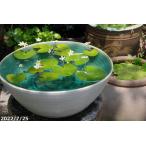 (No.1619) рука ... белый коврик . горшок с водой 11 номер +. нравится . водоросли ( удобрение есть )+me Dakar 5 шт (. надеты гарантия нет ) подарок Shigaraki . водяная лилия горшок [ бесплатная доставка ] _wb