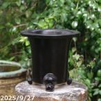 信楽焼 植木鉢 陶器　万年青鉢　8号  サナサービス　