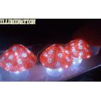 6zak781LEDアクリル【マッシュル