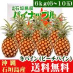  Ishigakijima. зима сосна (pi-chi сосна )6kg6~10 шар бесплатная доставка 