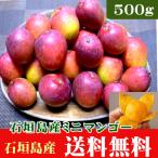  Okinawa * Ishigakijima производство Mini манго 500g(3~12 шар )