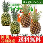  Ishigakijima сосна комплект снэки сосна *pi-chi сосна 3kg 3~5 шар Okinawa 