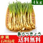  Okinawa префектура производство остров rakkyou 4kg( Ishigakijima ) бесплатная доставка 