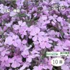  газонная трава Sakura глициния .10 pot фиолетовый цветок (9cm pot рассада x10)