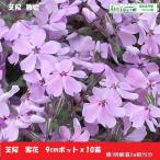  газонная трава Sakura 10 pot фиолетовый цветок (9cm pot рассада )