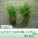  офиопогон японский 9cm pot рассада ×10 pot 