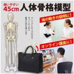 人体模型 骨格標本 45cm 台座付き 合計7カ所部位可動可能 骨格模型 人体骨格 教材にも使用可能 スタンド付き 組み立て式 持ち運びに便利