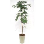 観葉植物開店祝い2万5千円エバーフ...