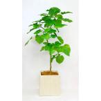 観葉植物開店祝い4万5千円ウンベラ...