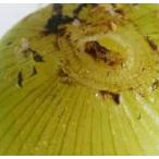 *.. фрукты шар лук порей 5kg Awaji Island [ шар лук порей ателье . futoshi ] бесплатная доставка 