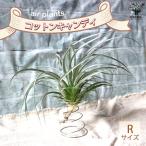 ITANSEチランジアコットンキャ...