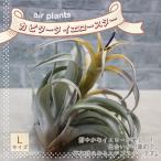 ITANSEエアプランツチランジア...