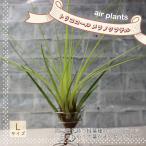 ITANSEエアプランツチランジア...