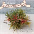 ITANSEエアープランツチランジ...
