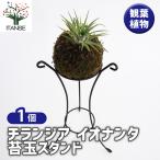チランジアイオナンタ苔玉スタンドエ...
