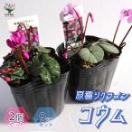 ITANSE 原種シクラメン コウム 花苗 9cmポット苗 お買い得2個セット 送料無料 イタンセ公式