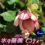 ショッピングクリスマスローズ ITANSE クリスマスローズ HGC IceN'roses 氷の薔薇：ピコティー 6号ポット 1個売り 花苗 フラワーギフト 贈り物 窓辺 送料無料 イタンセ公式