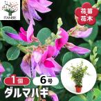 ITANSE 萩 だるま萩 (ダルマハギ) 庭木 6号鉢 1個売り 庭木 植…