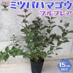 ITANSE ミツバハマゴウ プルプレア 庭木 5号ポット大苗 1個売り 庭…