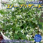ITANSEユーフォルビアの苗スノ...