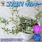 ITANSE コプロスマ・キルキーの苗 花苗 2.5号ロングポット苗 お買い…