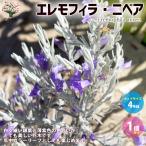 ITANSE エレモフィラ・ニベア 庭木 4号鉢 1個売り 庭木 植木 花木…