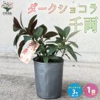 ITANSE тысяч обе темный шоколад садовое дерево Hanaki 3 номер pot 1 шт продажа садовое дерево растение Hanaki .. для новый жизнь подарок .. бесплатная доставка i язык se официальный 