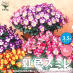 ITANSEスミレ虹色スミレ花苗3...