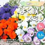 ITANSEスミレよく咲くスミレ花...