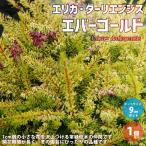 ITANSEエリカダーリエンシスエ...