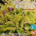 ITANSEエリカダーリエンシスエ...