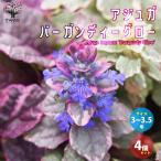 ITANSE アジュガ バーガンディーグロー 花苗 グランド