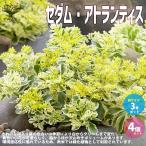 ITANSEセダムアトランティス多...