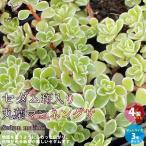 ITANSEセダム・斑入り丸葉マン...