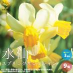 ITANSE水仙・スプリングサンシ...
