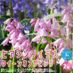 ITANSE ヒアシンソイデス クイーンオブザピンク 花苗 3号ロングポット…