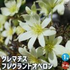 ITANSE 常緑クレマチス フレグランスオベロン 花苗 3〜4号ポット苗 1個売り 花苗 花の苗 イングリッシュガーデン フラワーガーデン 送料無料 イタンセ公式