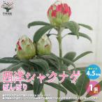 ITANSE 西洋シャクナゲ(石楠花) 品種：ぼんぼり 庭木 4.5号鉢 1個売り 植木 花木 観賞用 プレゼント 贈答 送料無料 イタンセ公式