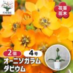 ITANSE オーニソガラム ・ダビウム 黄系 花苗  4号 お買い得2個セ…