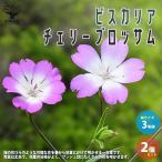 ITANSE ビスカリア チェリーブロッサム 花苗 3号 お買い得2個セット…