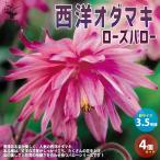 ITANSEオダマキローズバロー花...