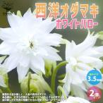 商品画像2