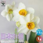 ITANSE日本水仙花苗球根芽出し...