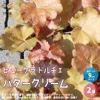 ITANSE гейхера * Dolce * масло крем цветок рассада цвет leaf * много год .9cm pot рассада . сделка 2 шт. комплект бесплатная доставка i язык se официальный 