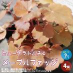 ITANSEヒューケラ・ドルチェ・...