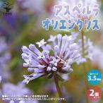 アスペルラ オリエンタリスの特徴・花の時期・花の色｜植物図鑑