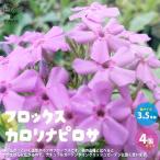 ITANSEフロックス・カロリナピ...